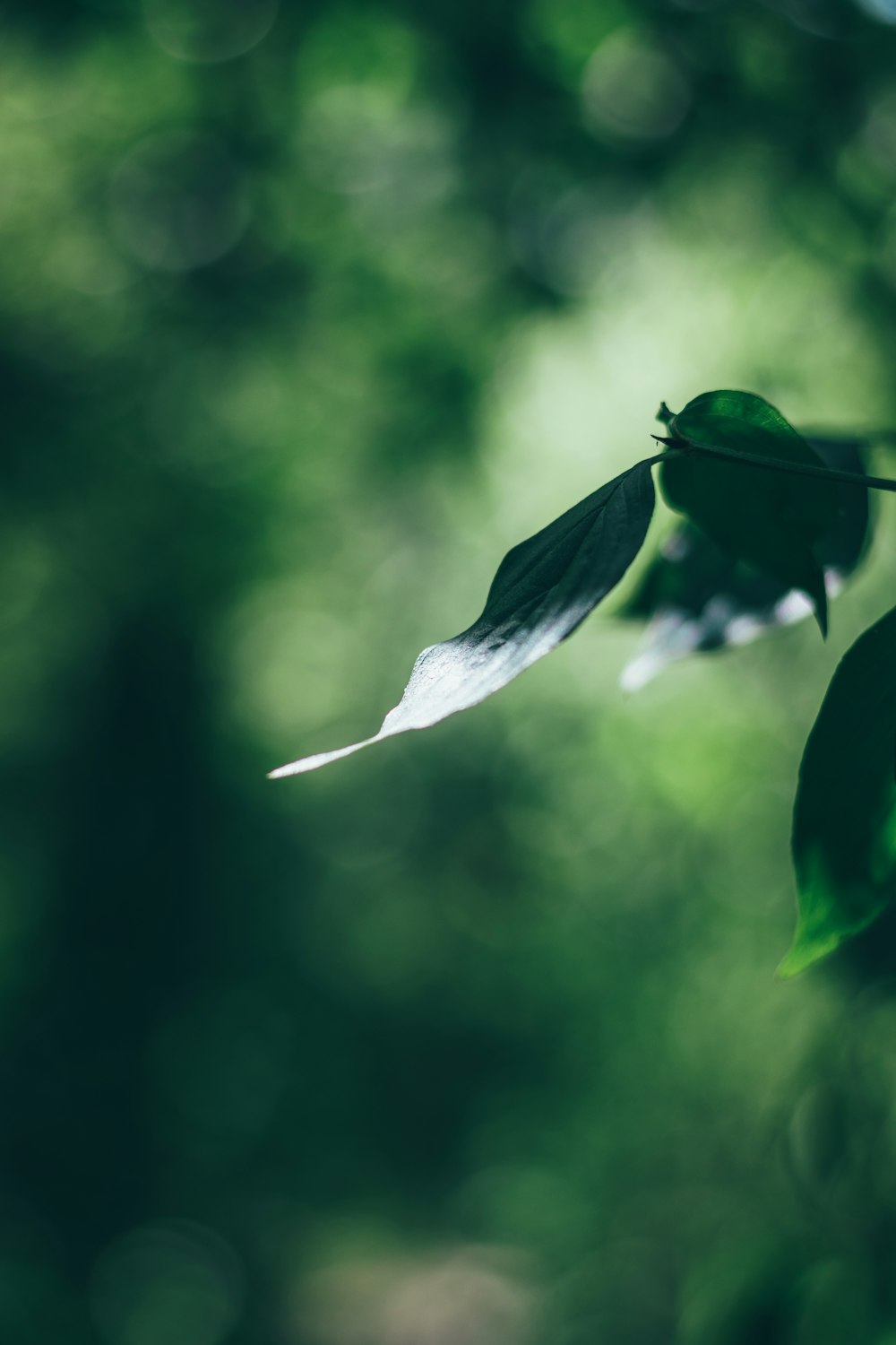 a butterfly on a leaf