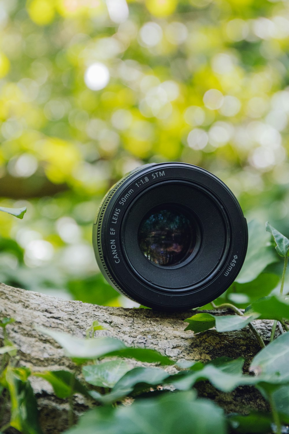 a camera lens on a branch