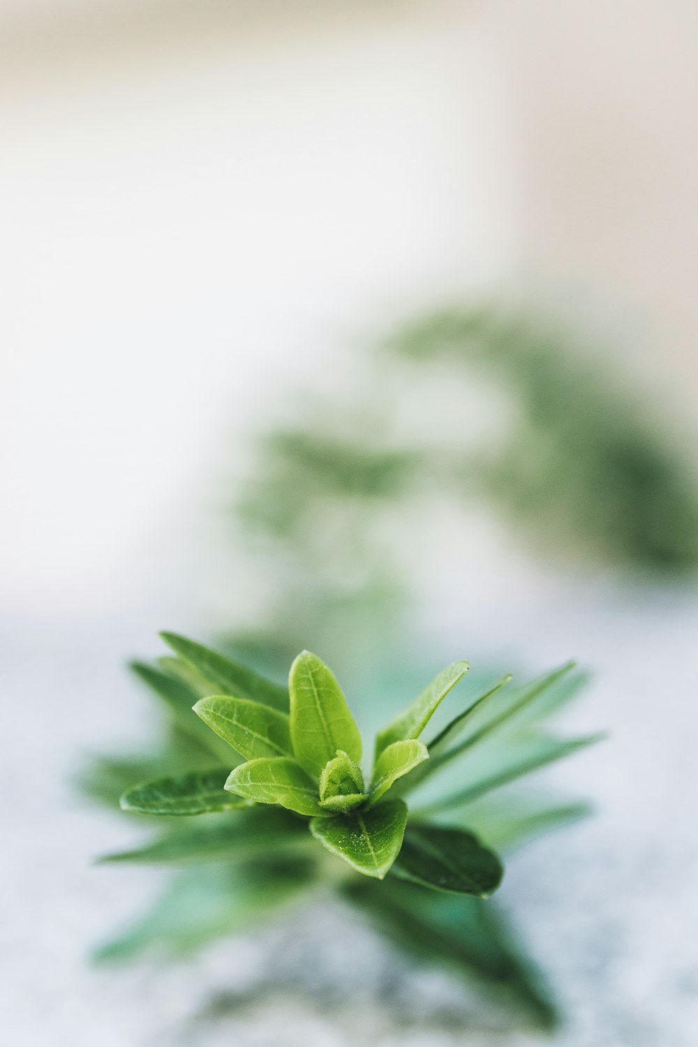 a close up of a plant