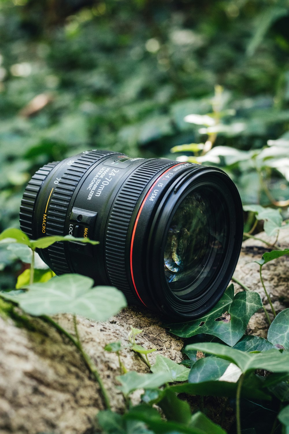 a camera on a bush