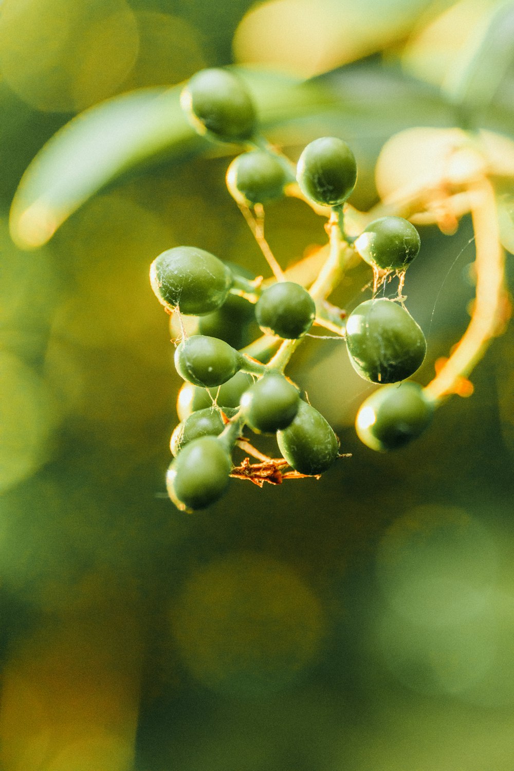 close up of a plant