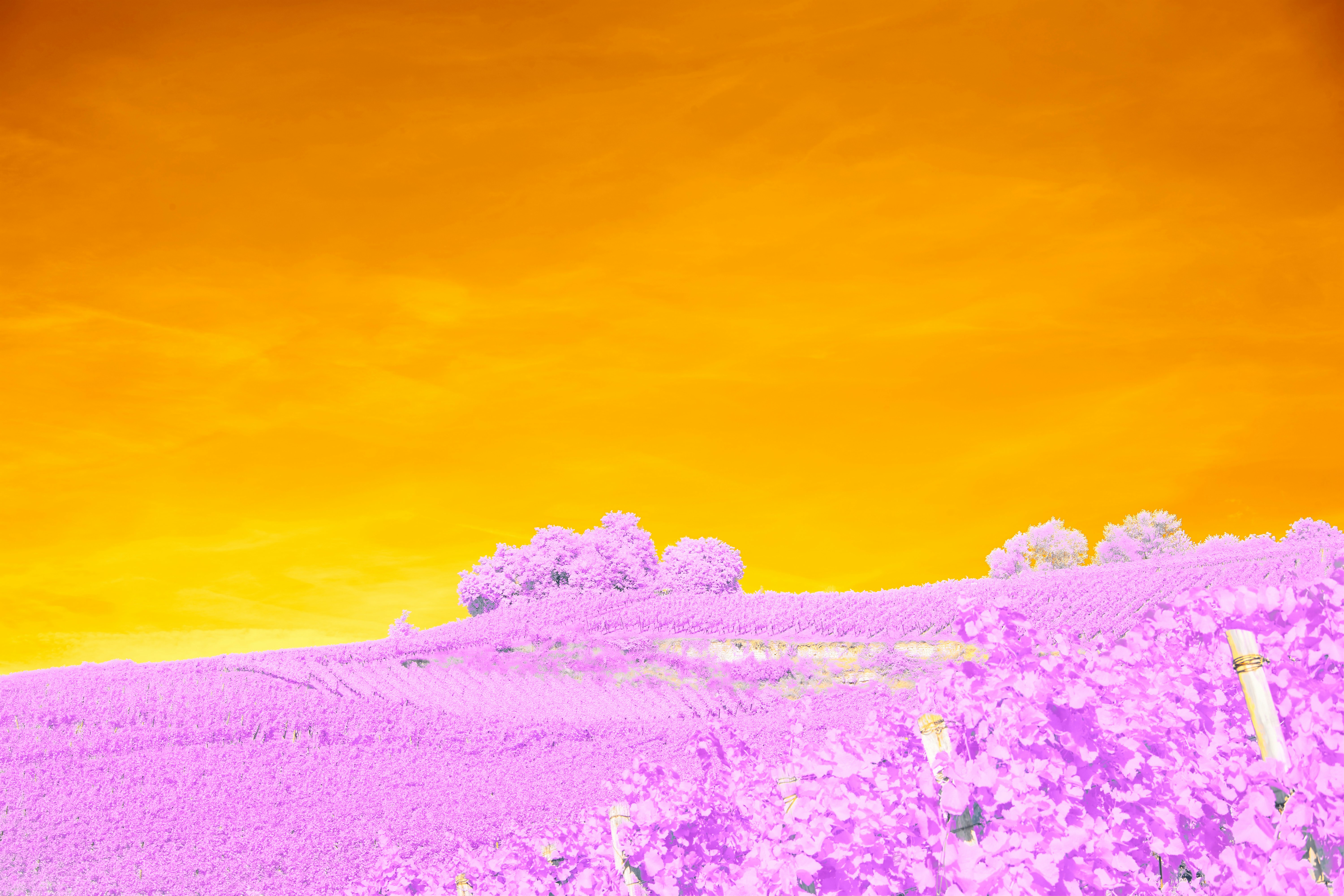 Photo by wolfgang_hasselmann