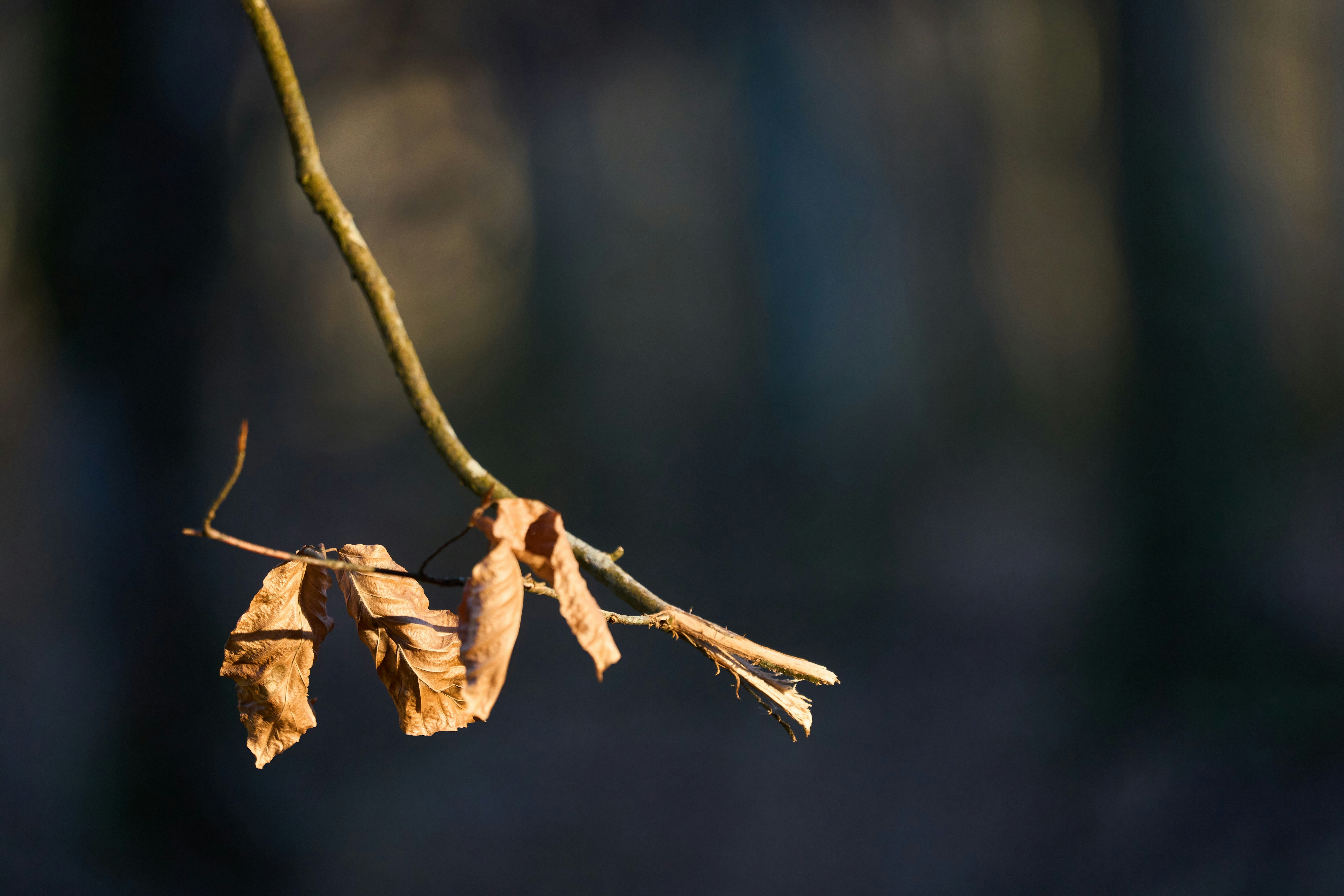 Photo by wolfgang_hasselmann