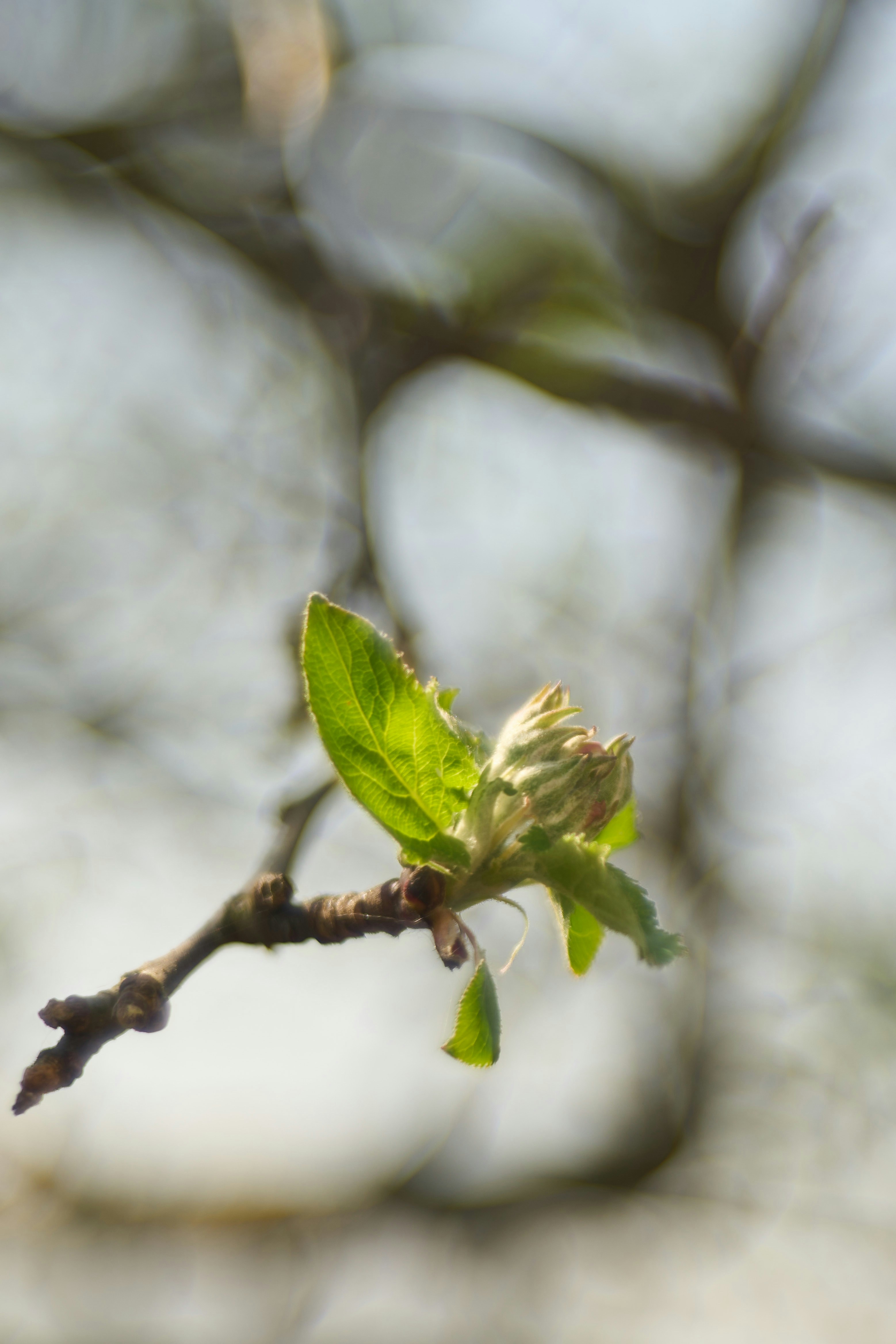 Photo by wolfgang_hasselmann