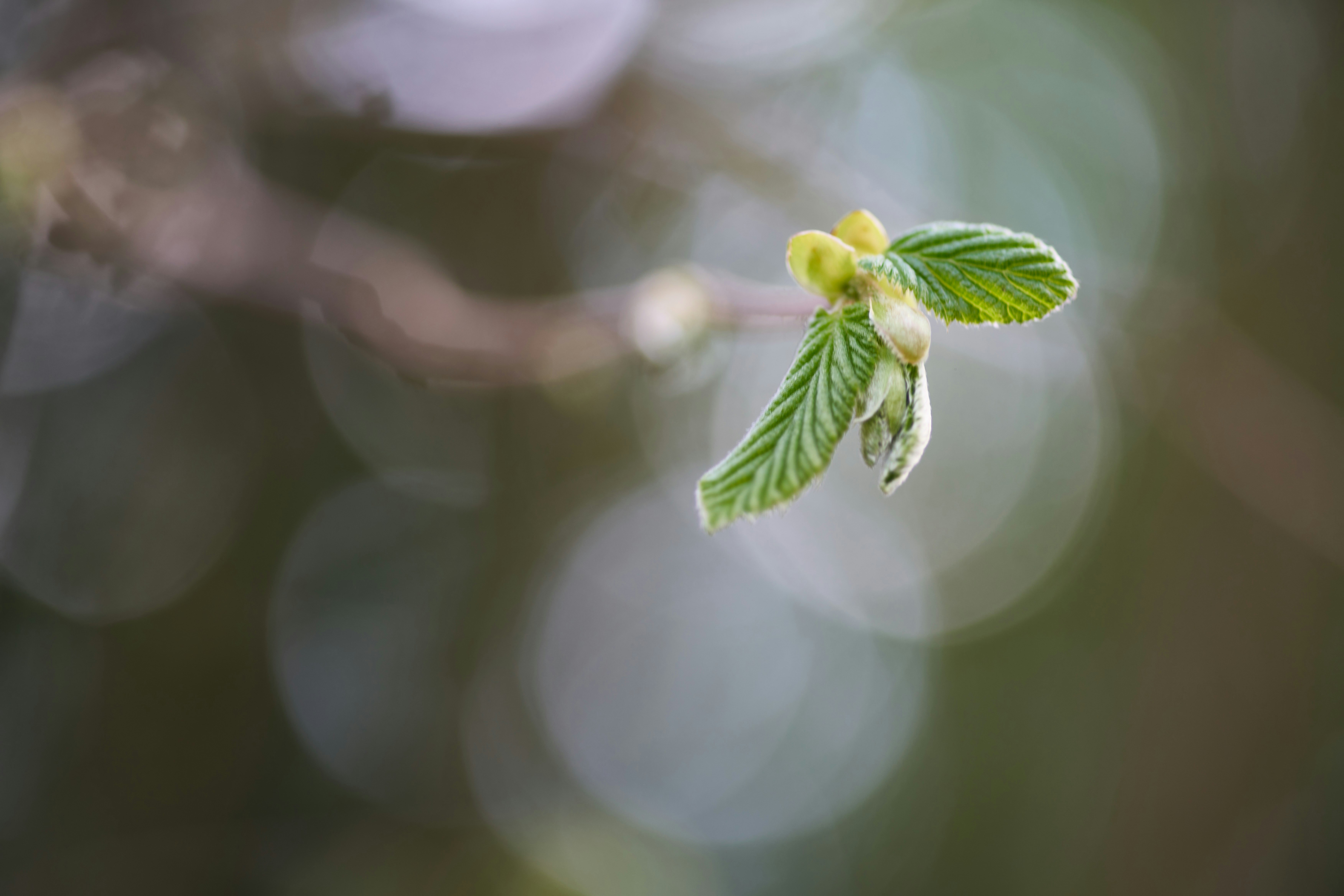 Photo by wolfgang_hasselmann