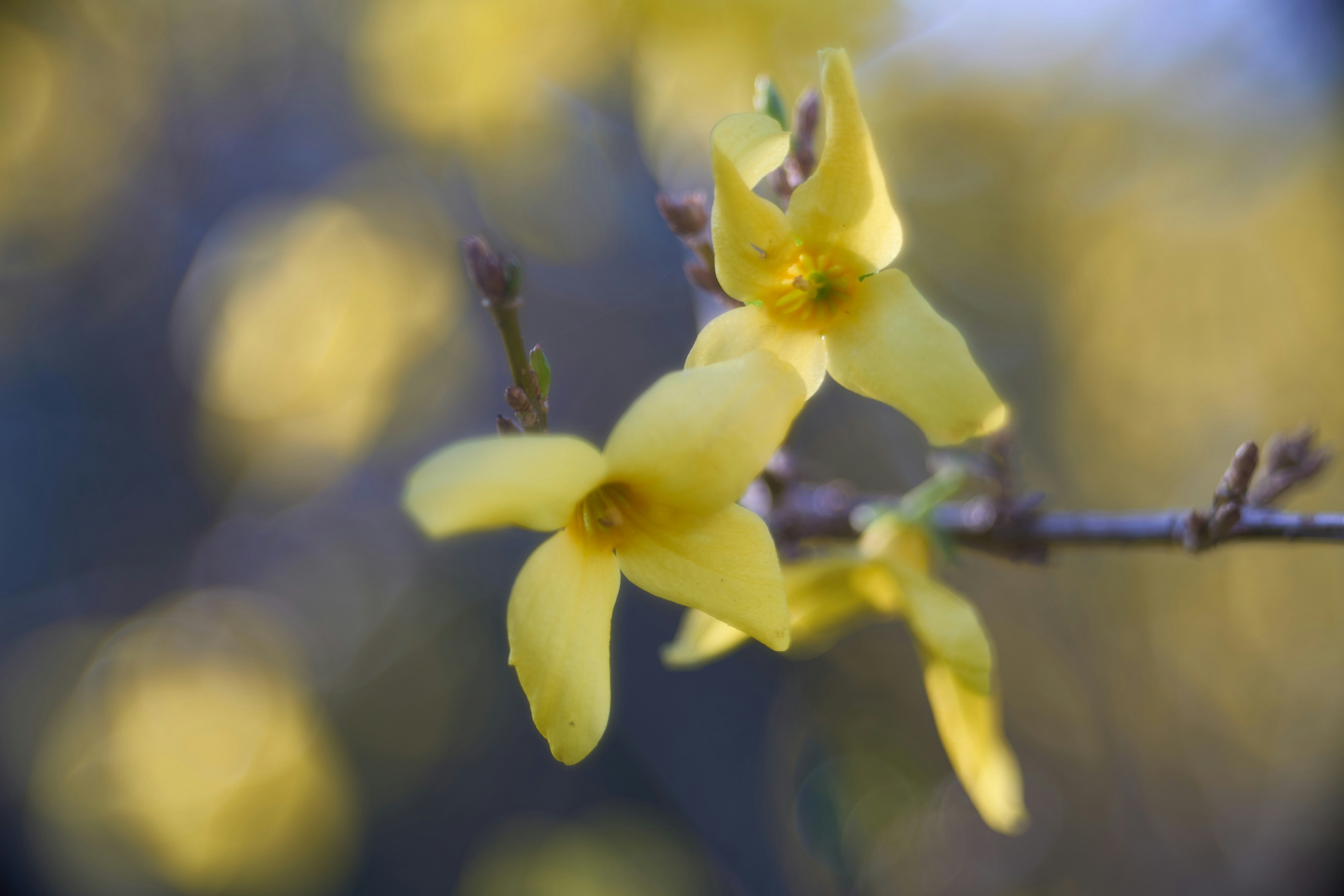 Photo by wolfgang_hasselmann