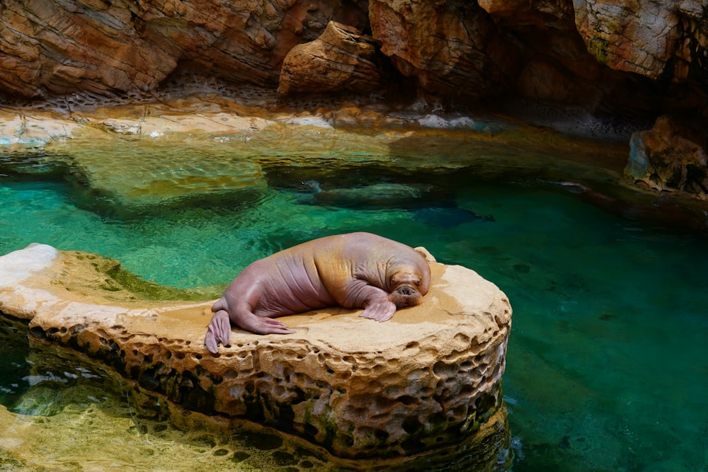 a turtle on a rock