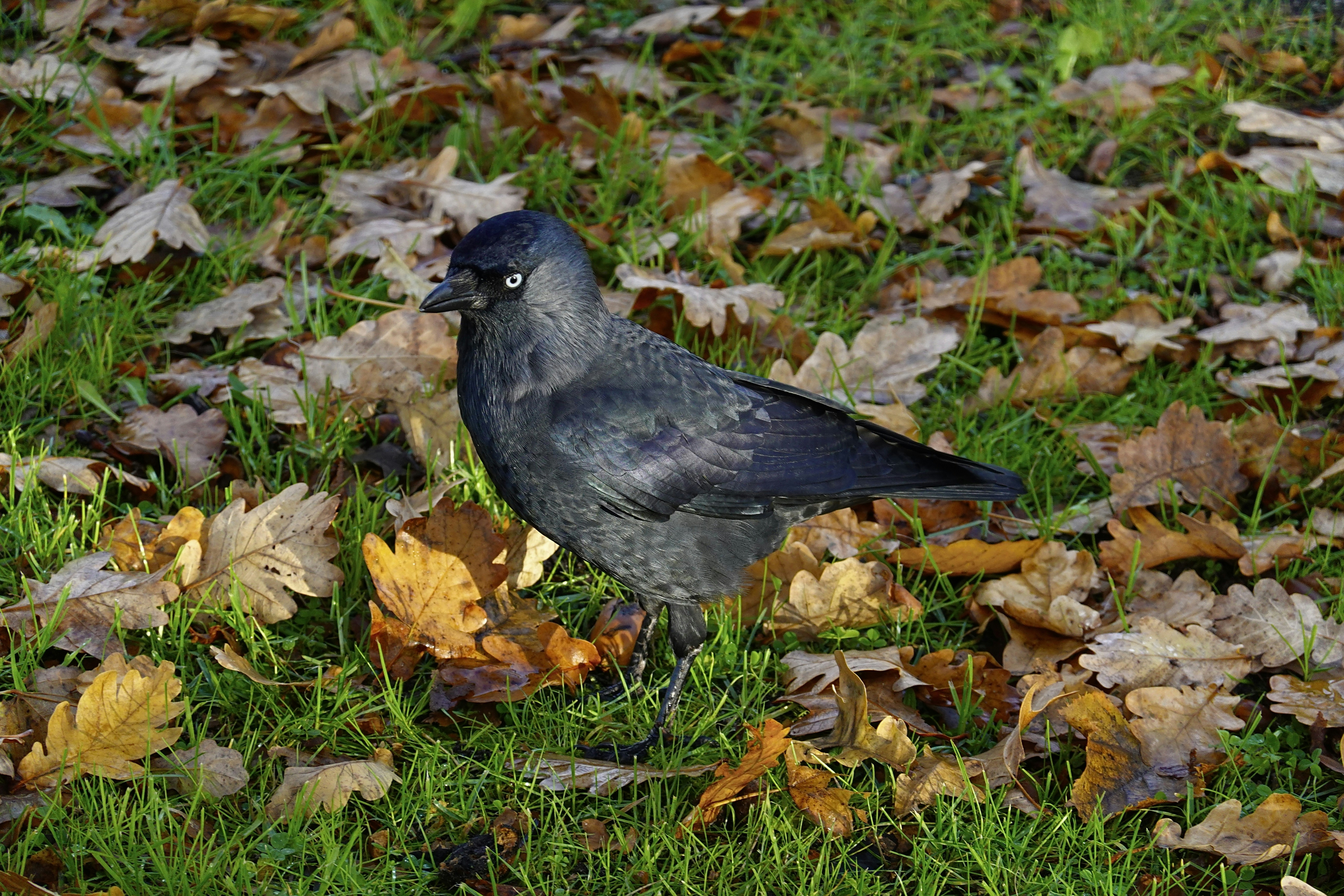 a bird standing on the ground