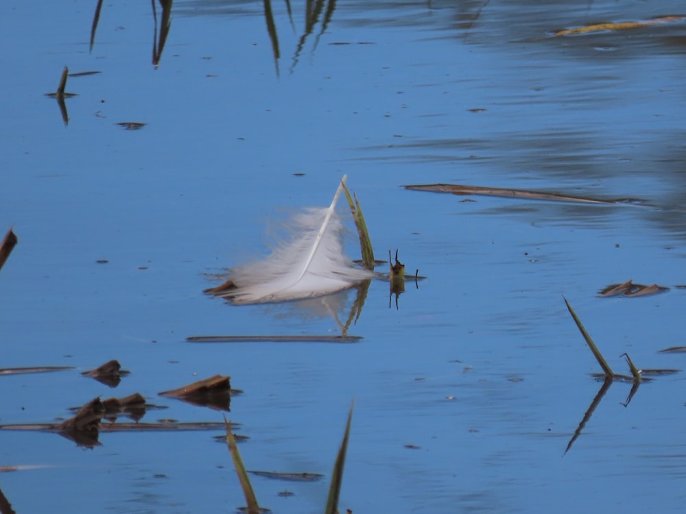 a leaf floating on water