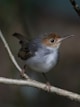 a small bird sits on a branch
