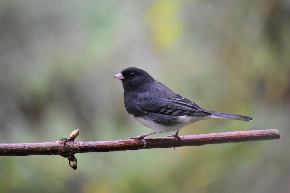 a bird on a branch