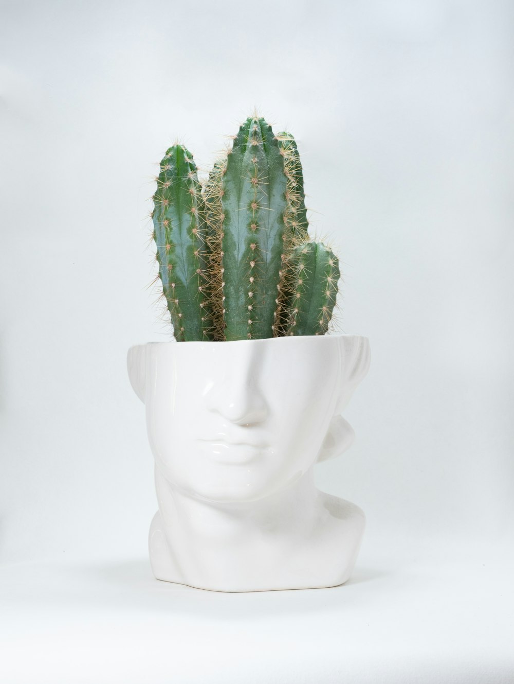 a cactus in a white pot