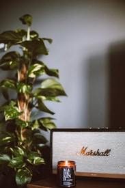 A room contains a large green leafy plant situated next to a Marshall speaker. In front of the speaker, there is a lit candle with a label that reads 'MADE KIND UNWIND'. The setting appears serene and ambient with soft lighting.