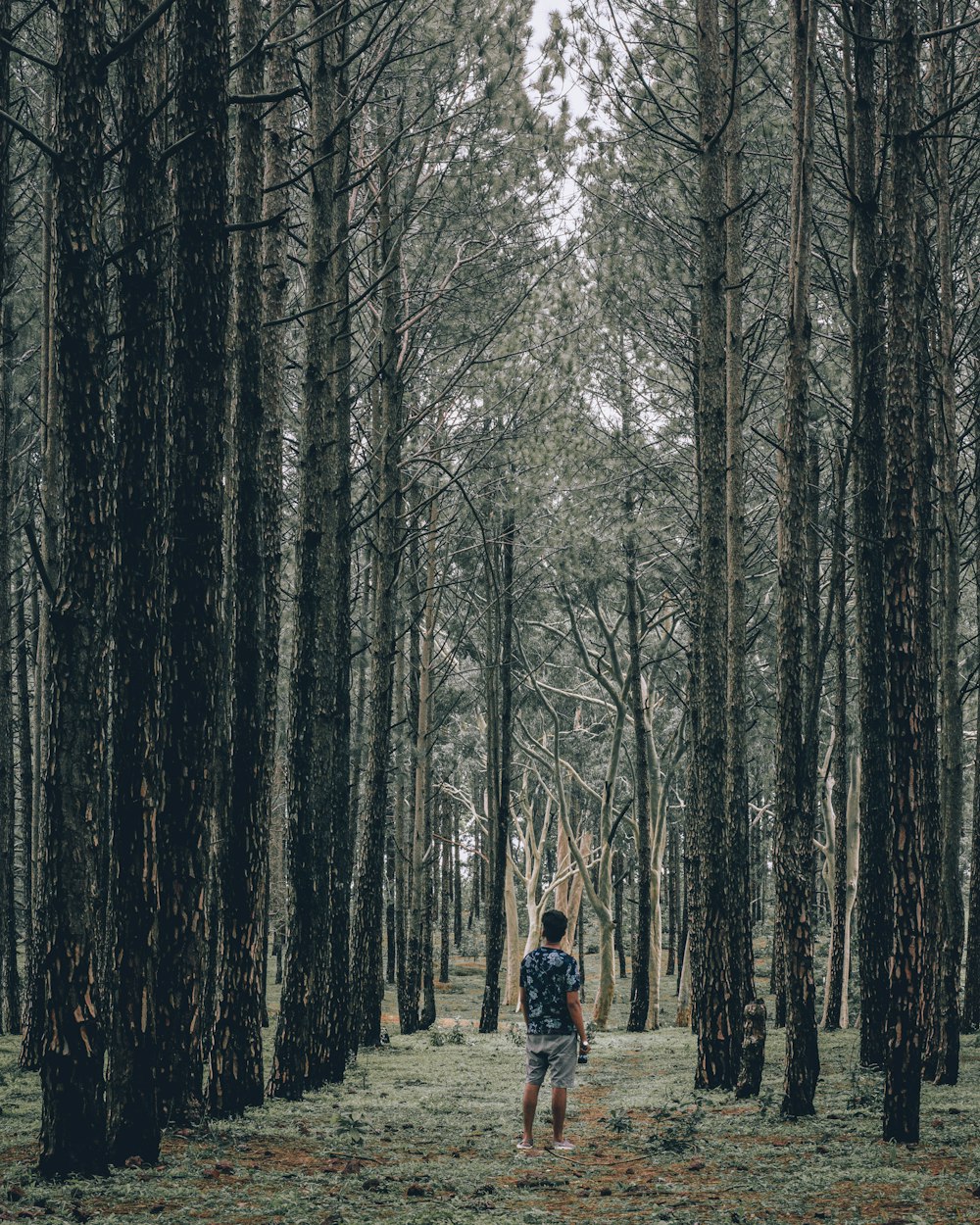 a person walking through a forest