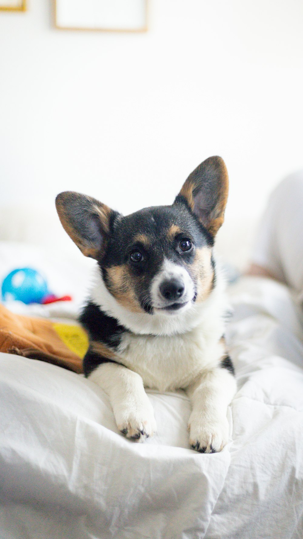 a dog lying on a bed