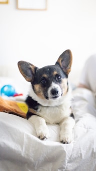 A small Corgi dog with perky ears and a curious expression is lying on a white bed. In the background, there are a few colorful toys, including a blue ball and a mixed-color plush.