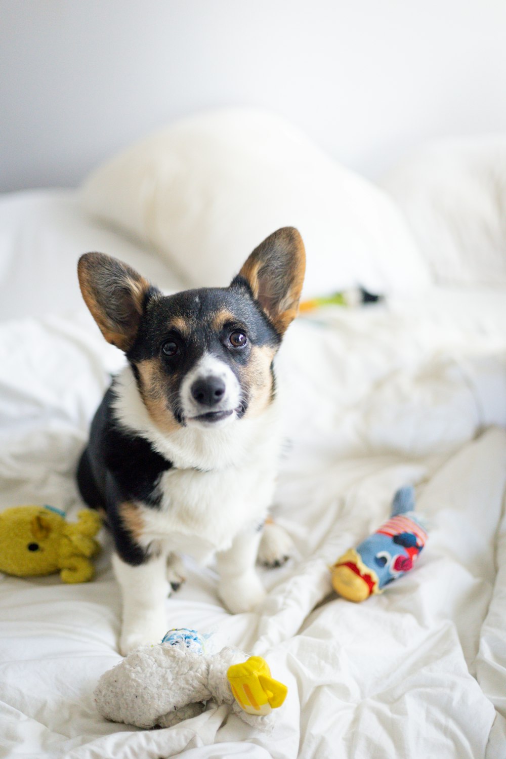 a dog sitting on a bed