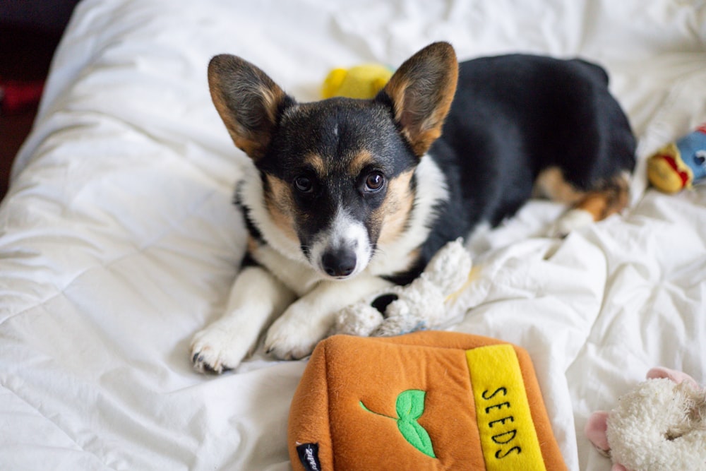 a dog lying on a bed