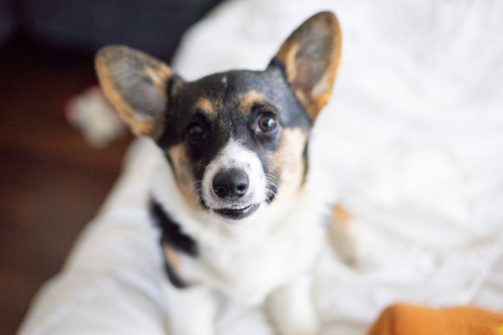 Ein Hund liegt auf einer Decke