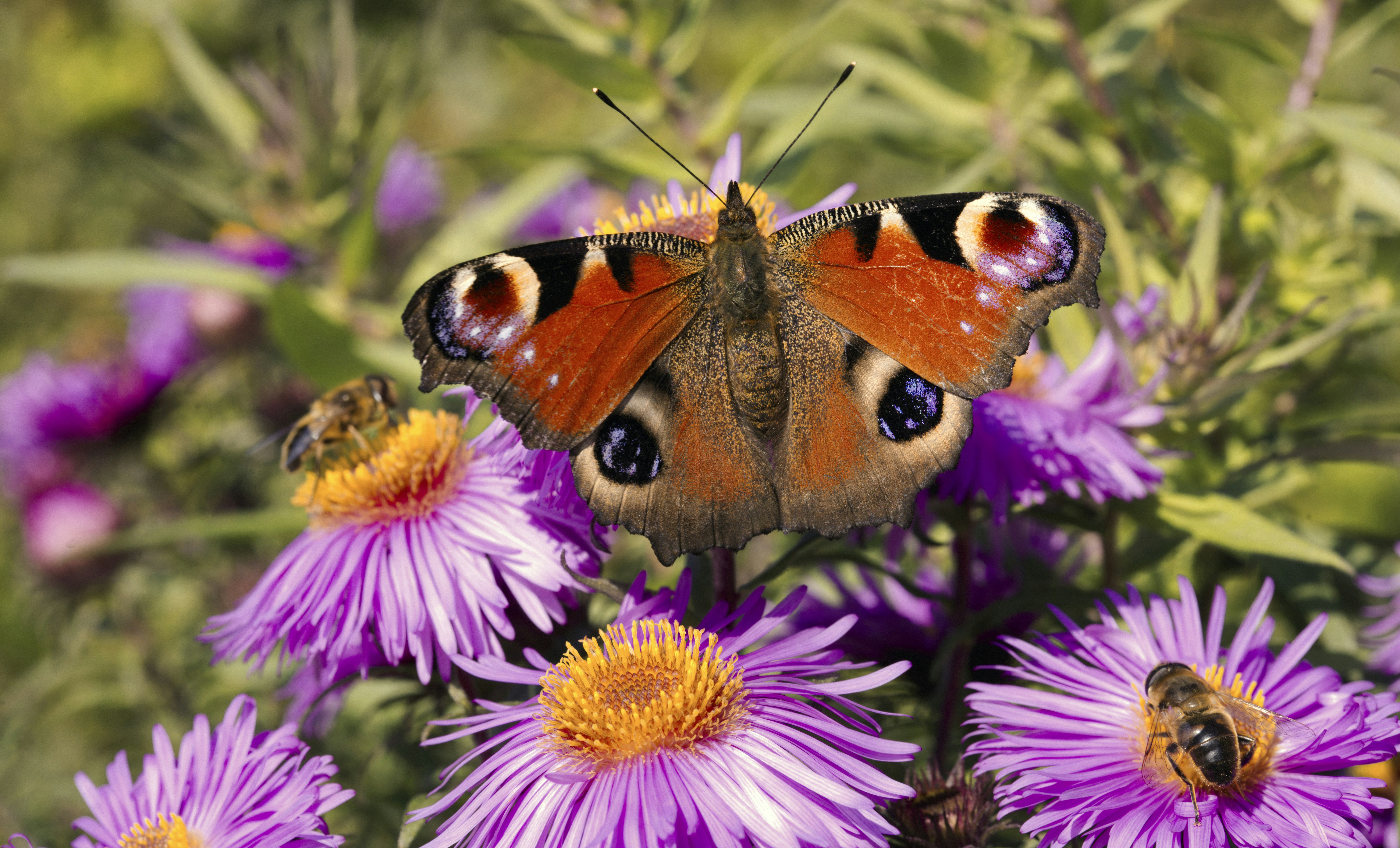 Photo by iankelsall1