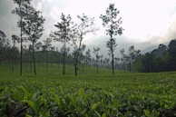 A serene landscape of a coffee plantation with mountains in the background.