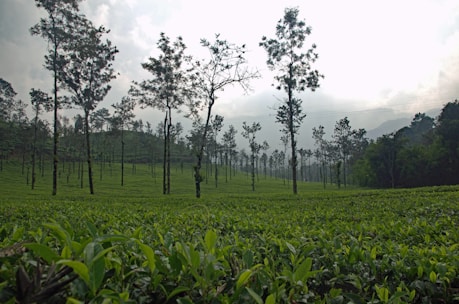 A serene view of the organic coffee plantation with mist rolling over the Alishan mountains.
