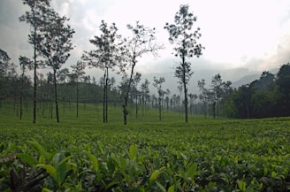 A serene landscape of a coffee plantation with mountains in the background.