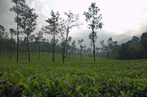 A serene landscape of coffee plants growing on misty mountain slopes.