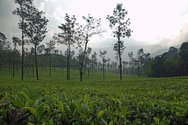 A serene tea garden landscape with morning mist and lush green tea plants.