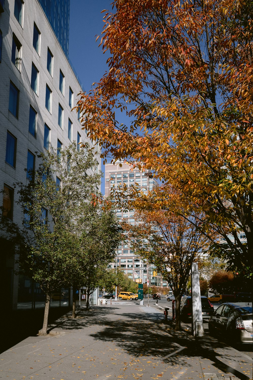 a street with trees and buildings on the side