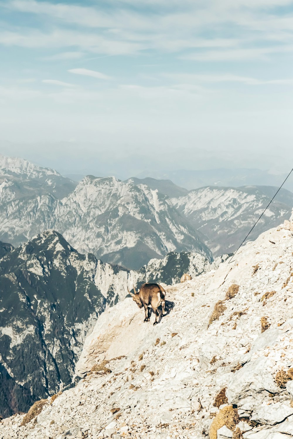 Un chien sur une montagne enneigée