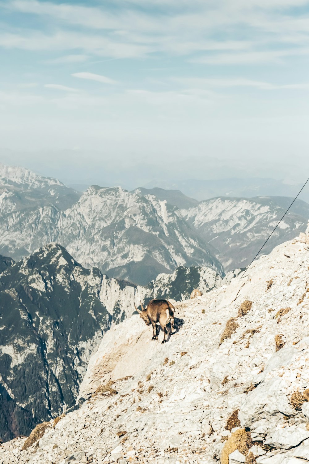 a dog on a snowy mountain