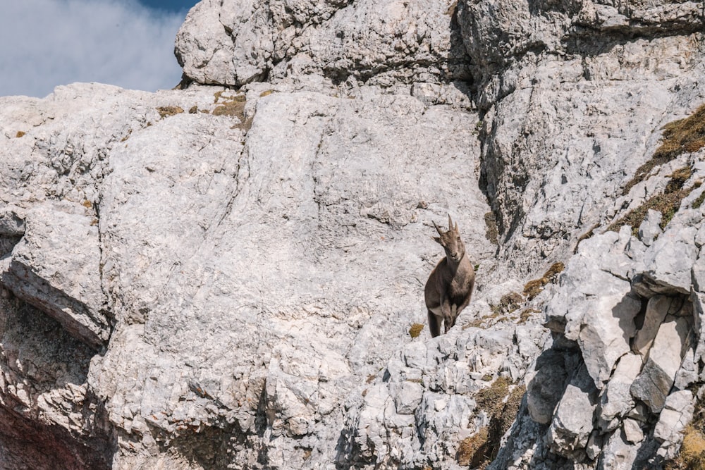 a goat on a rocky cliff