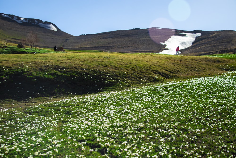 a field of flowers with a person walking in the distance