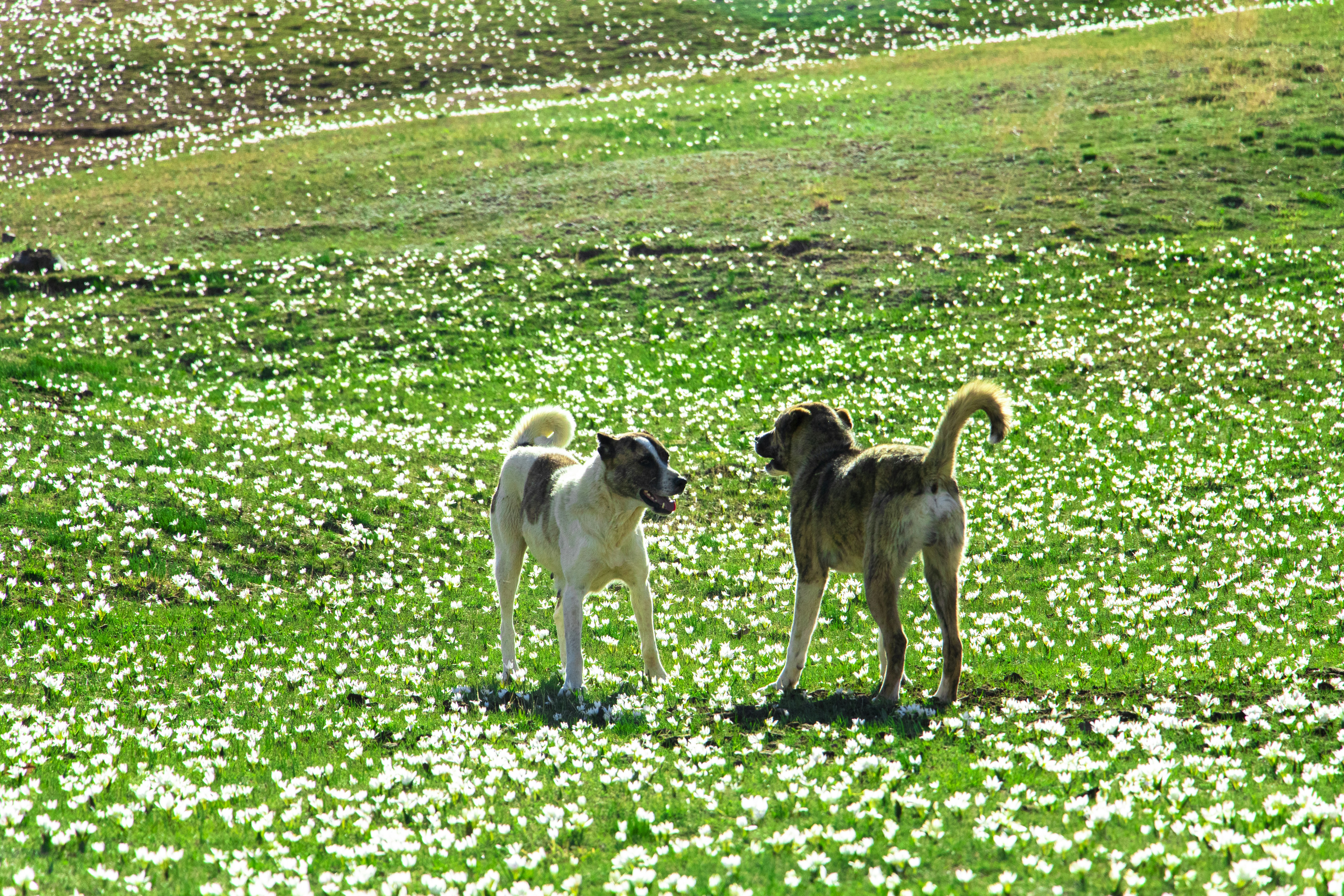 문경 돌리네습지 강아지 관련 이미지2