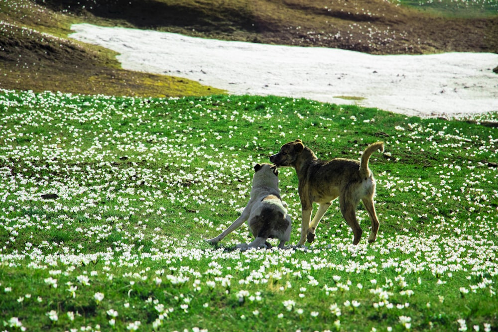 two dogs playing in a field