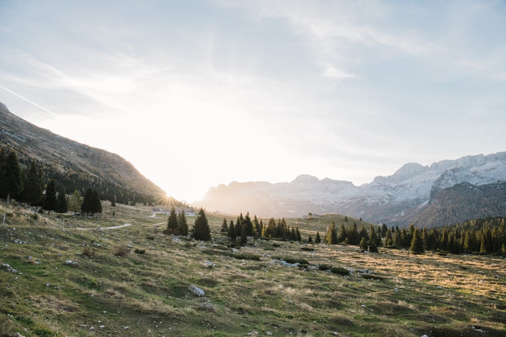 ein grasbewachsener Hügel mit Bäumen und Bergen im Hintergrund