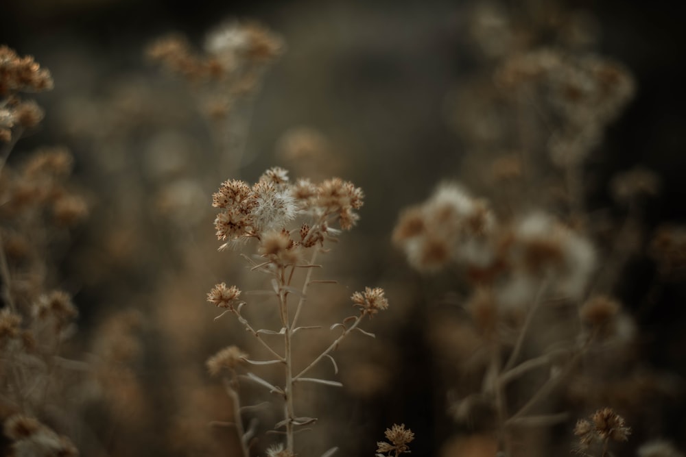 close up of a plant