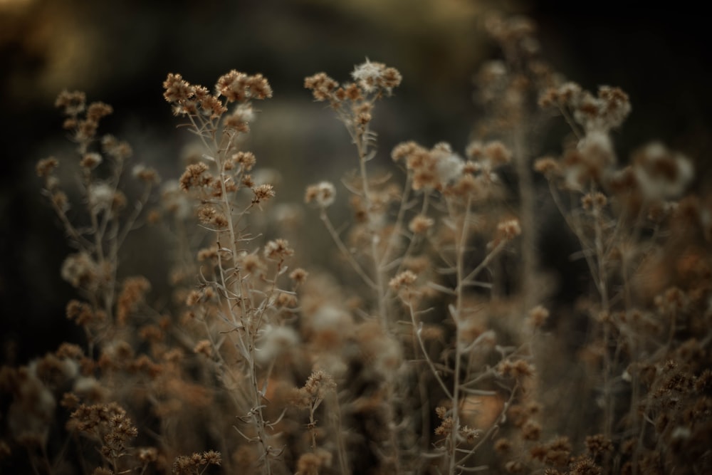 close up of a plant