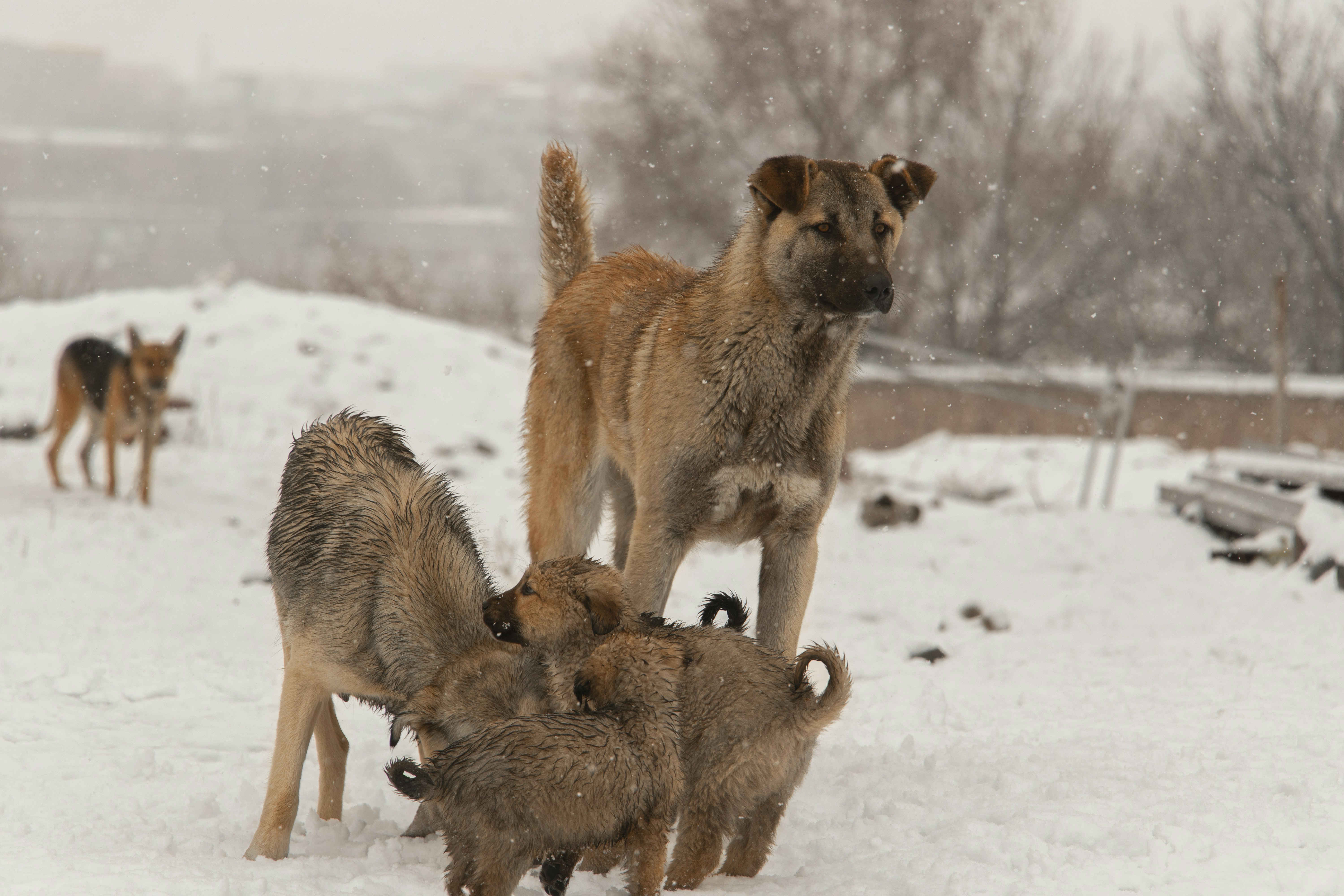 a group of dogs in the snow