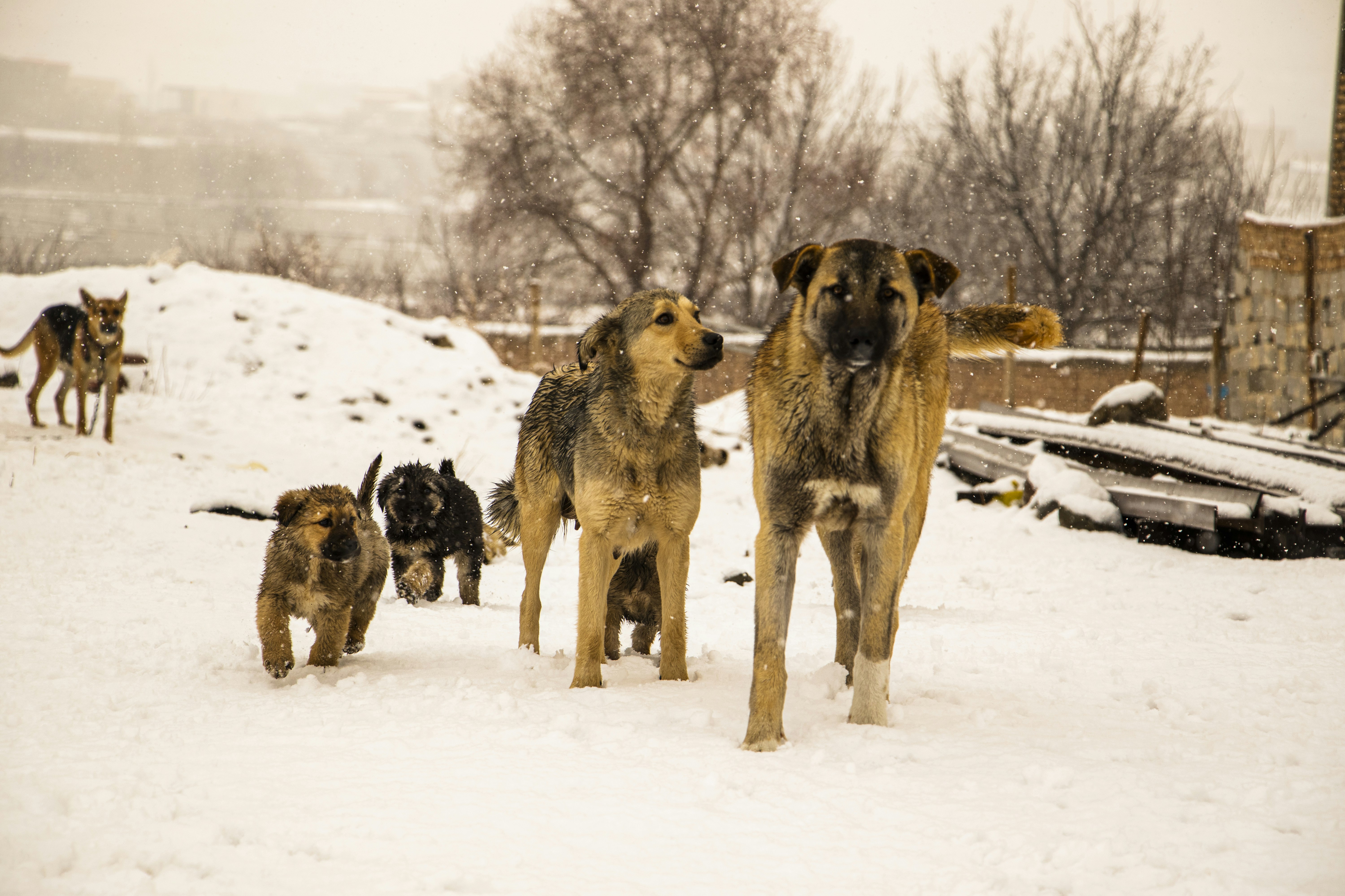 Large Dog Park