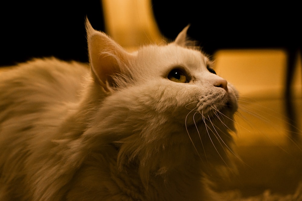 Un gato con los ojos bien abiertos