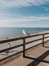 a seagull on a railing