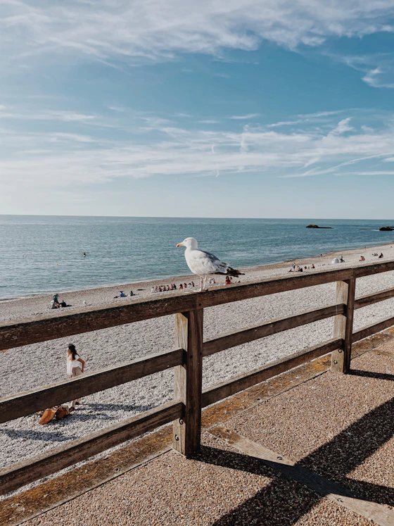 a seagull on a railing