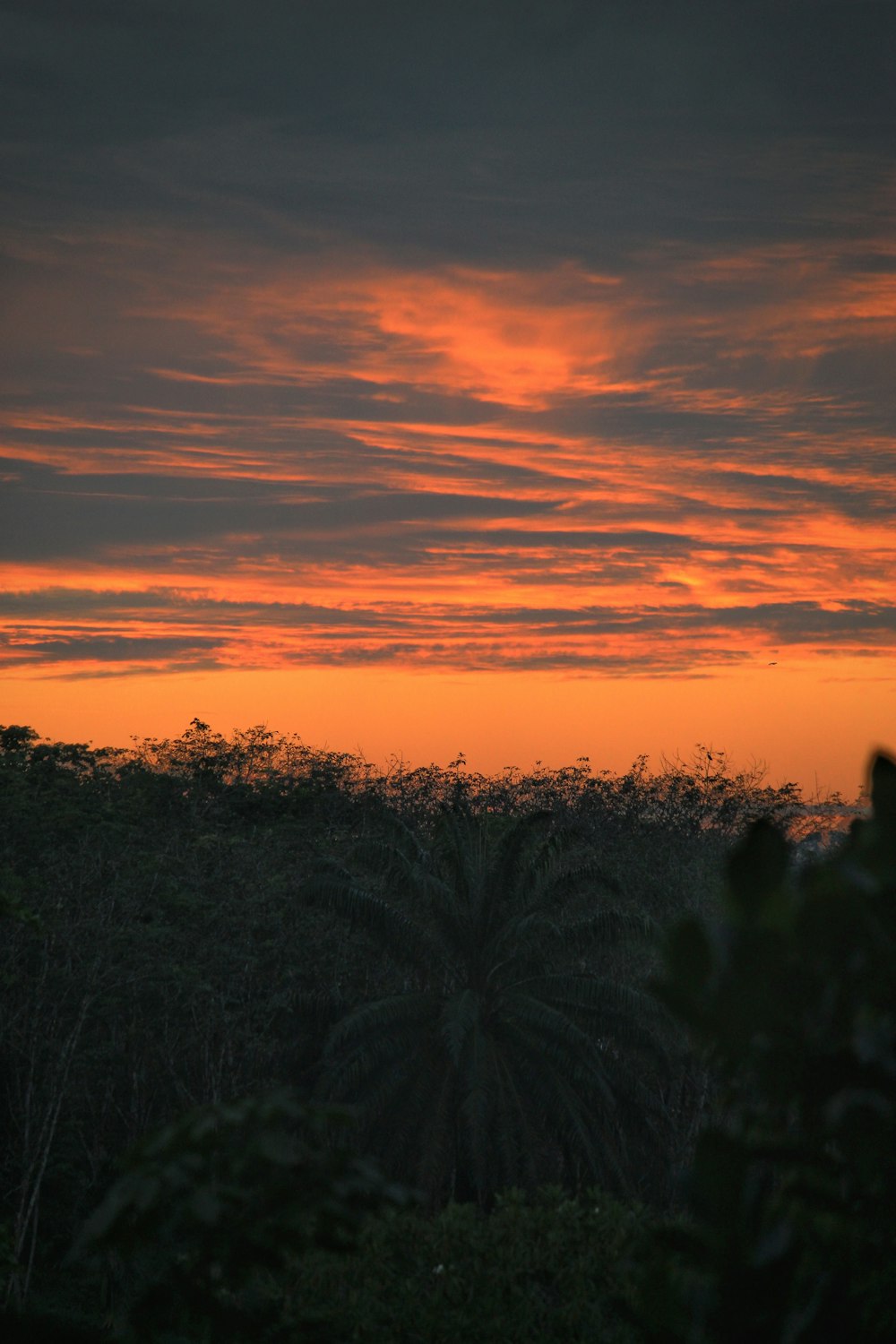 a sunset over a forest