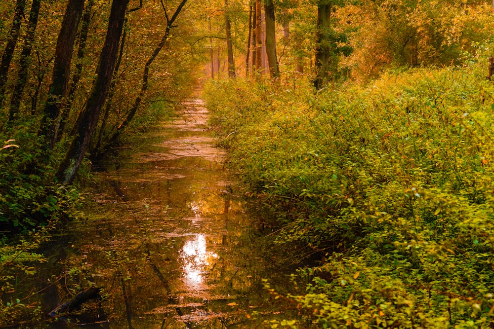 a stream in a forest