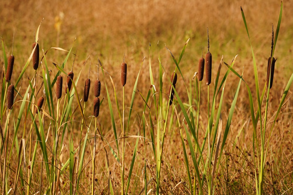 a field of wheat