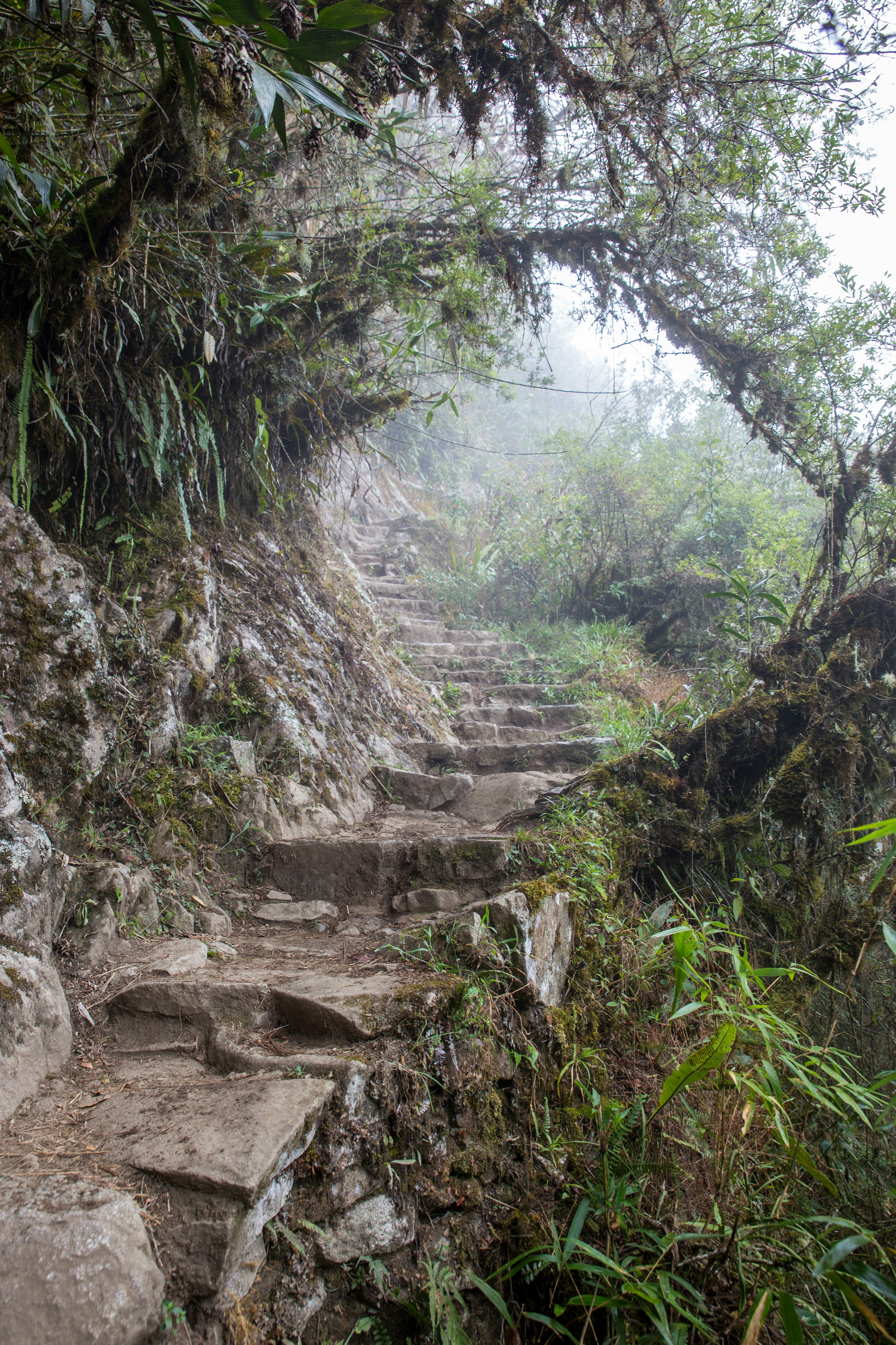 a rocky path in the woods