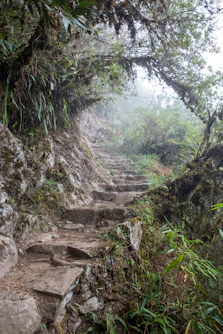 a rocky path in the woods
