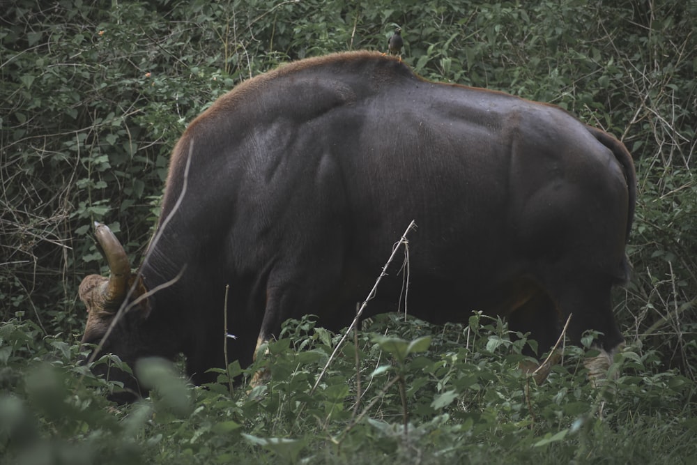 a large brown animal